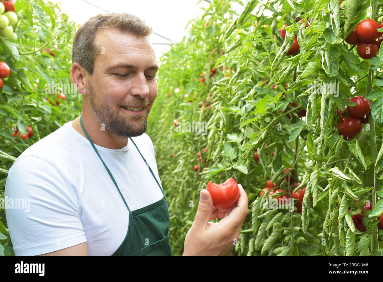 Agricoltore in serra la coltivazione e la raccolta di pneumatici i pomodori per la vendita Foto Stock