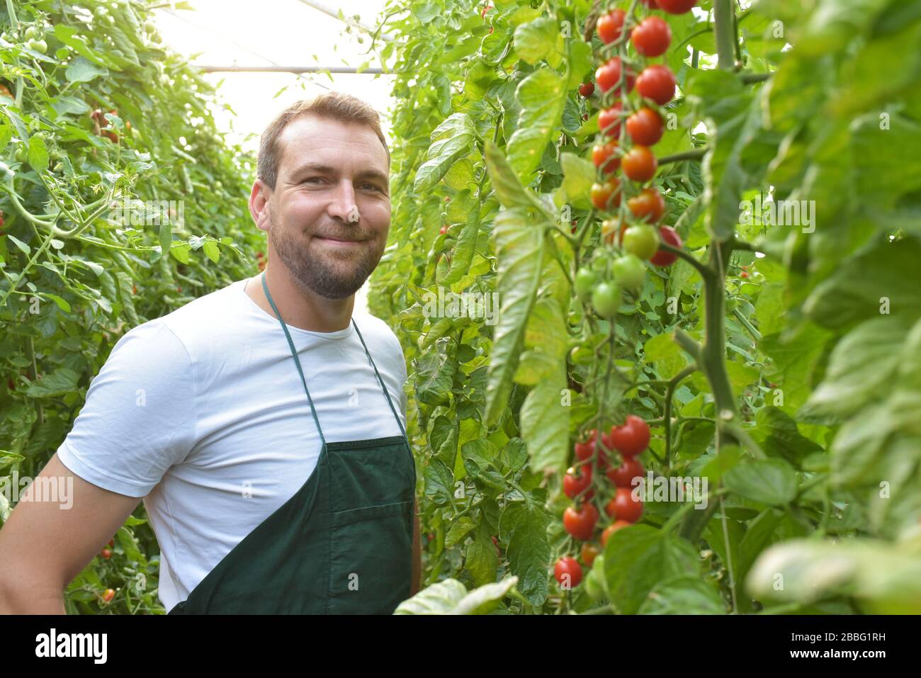 Agricoltore in serra la coltivazione e la raccolta di pneumatici i pomodori per la vendita Foto Stock