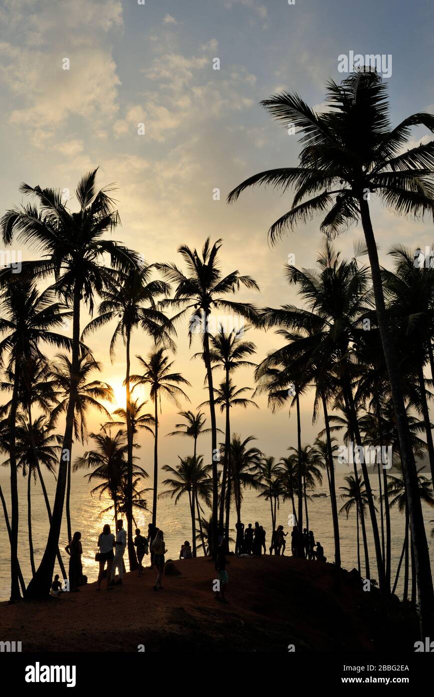 Sri Lanka, Mirissa, collina di cocco al tramonto Foto Stock