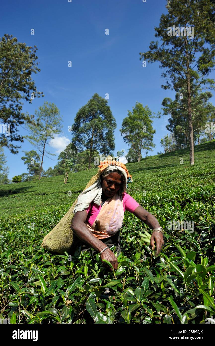 Sri Lanka, Nuwara Eliya, piantagione di tè, tamil donna plucking tè foglie Foto Stock