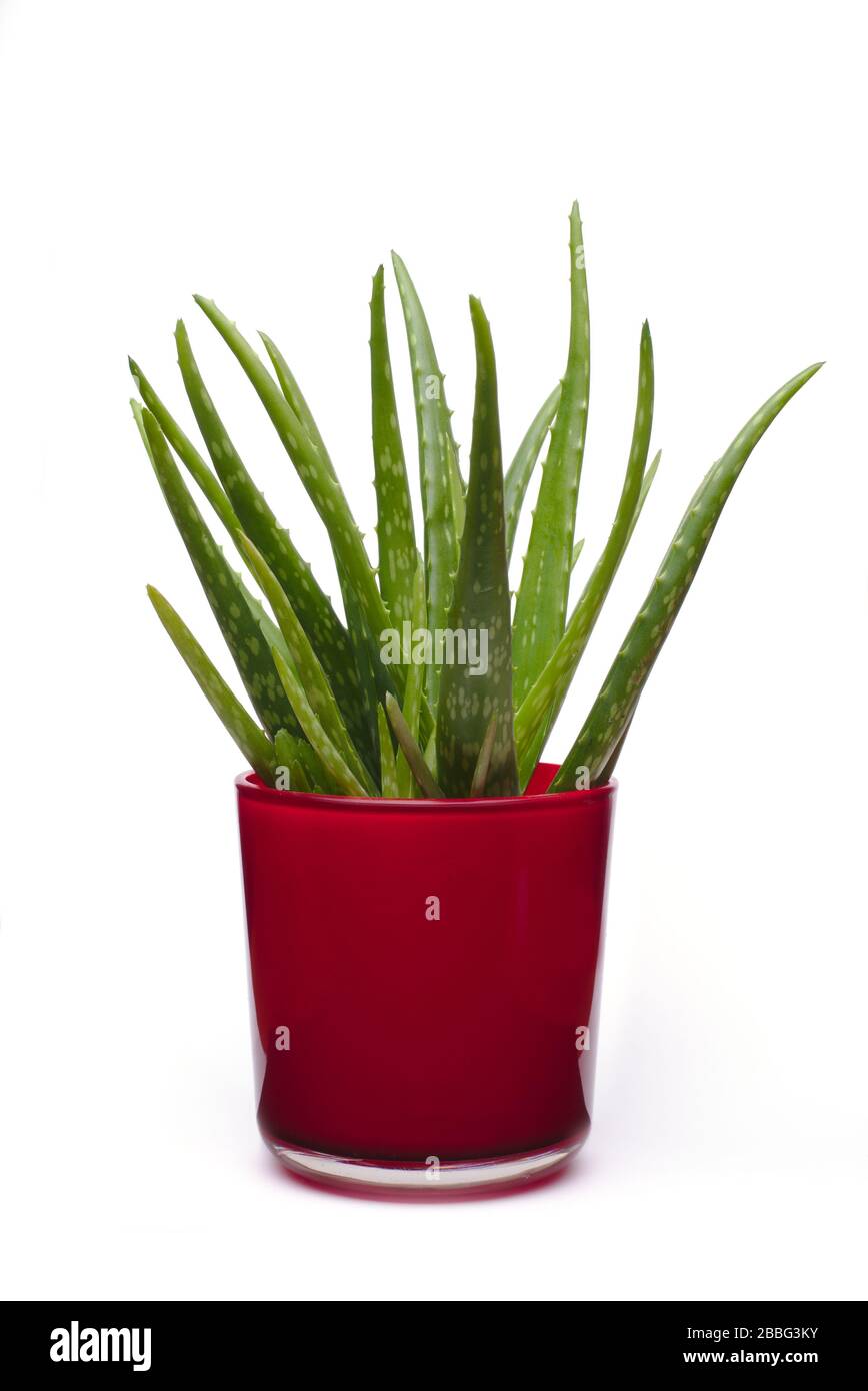 Pianta di Aloe vera in una pentola rossa Foto Stock