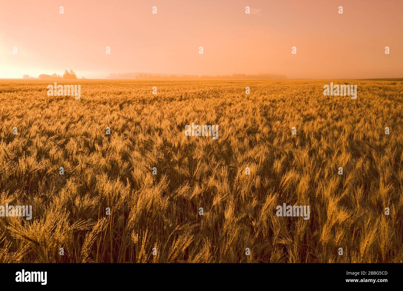 Un campo di grano primaverile maturo e raccolto pronto in una mattina misty, vicino Dugald, Manitoba, Canada Foto Stock