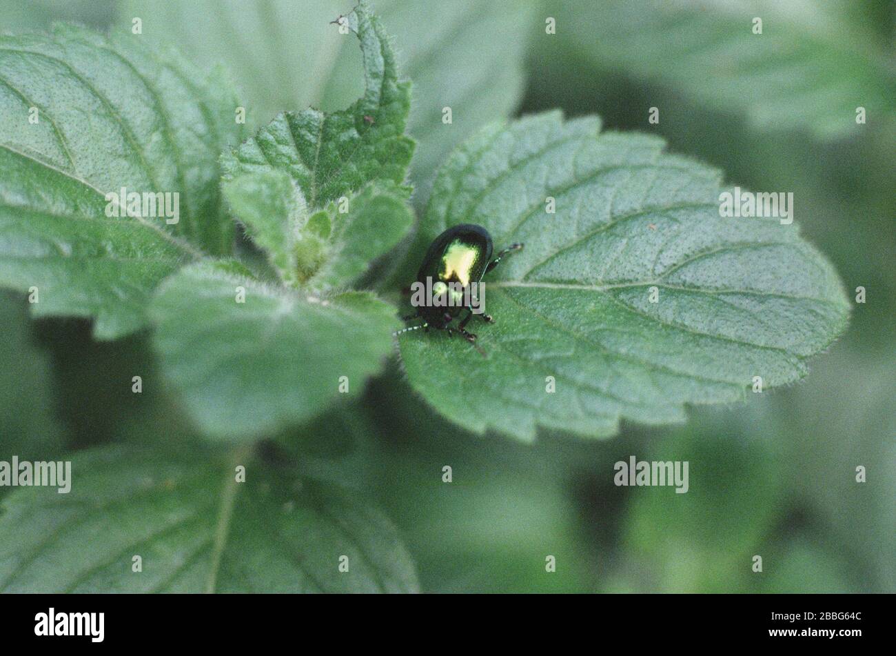 Foderone di fiori su melissa officinalis o pianta di balsamo di limone Foto Stock