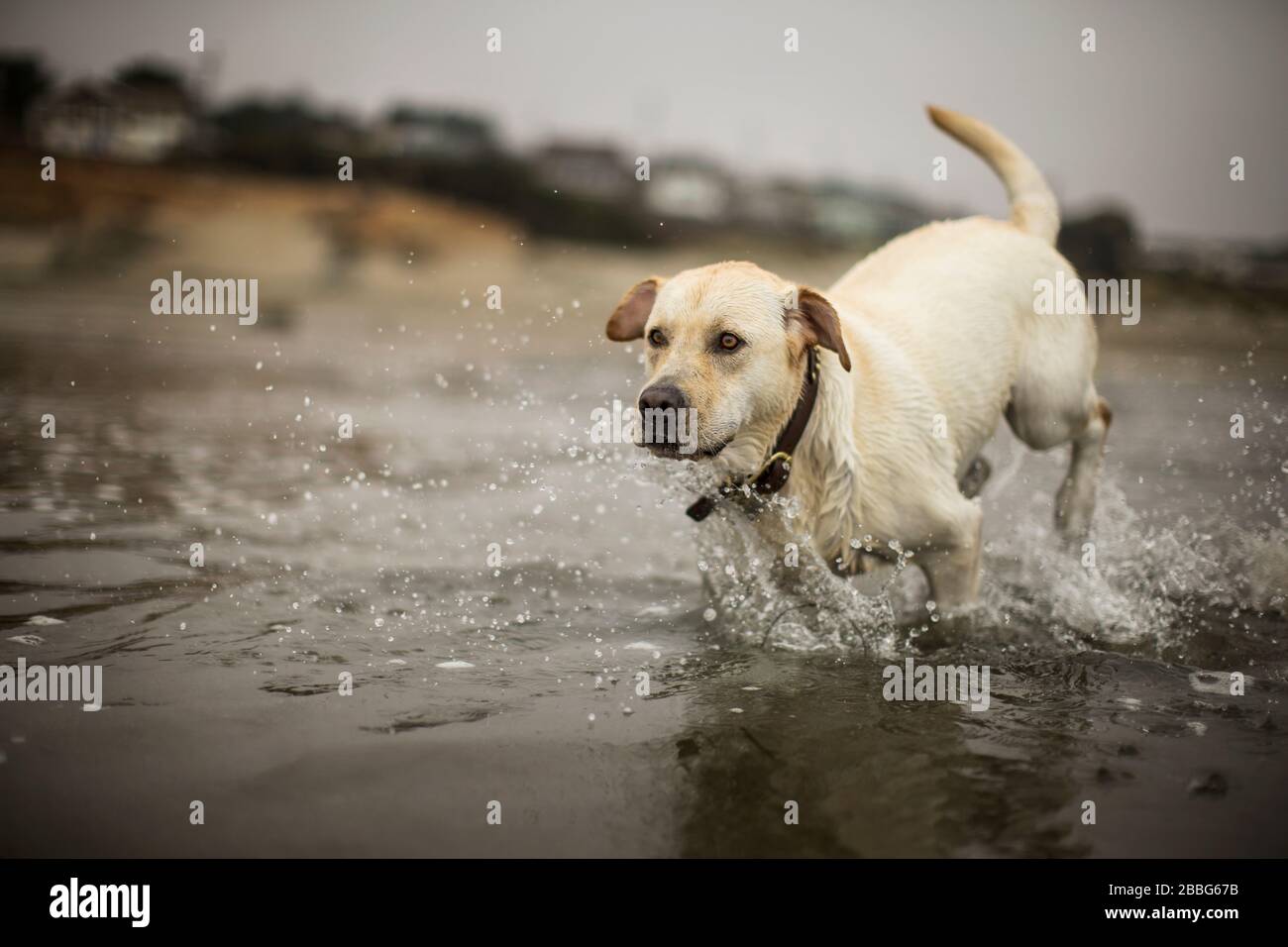 labrador dorato che corre in mare su una spiaggia. Foto Stock