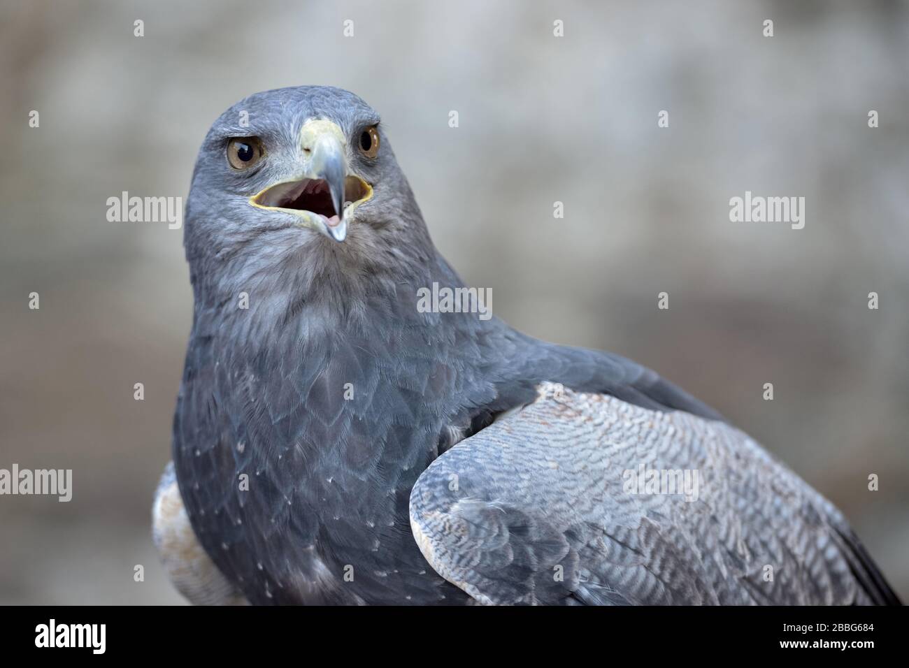 Buzzard-Eagle (geranoaetus melanoleucus), close-up, chiamata, uccello di preda della famiglia falco e aquila, Ande, Sud America. Foto Stock