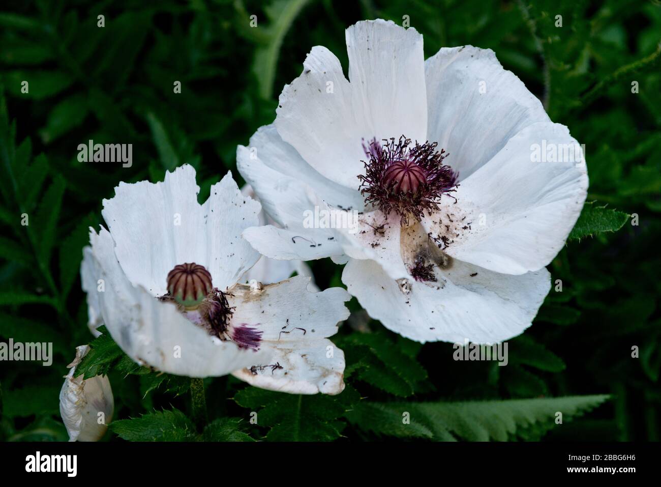 Papavero bianco, Papaver Orientale in un giardino estivo Foto Stock