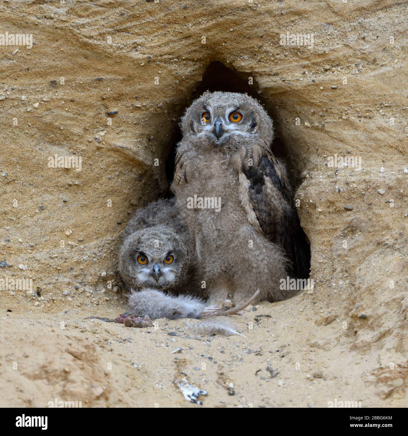 Eurasian Gufo Reale / Europaeische Uhus ( Bubo bubo ), giovani pulcini al sito di nidificazione, alimentazione sulla preda ( nutria ), la fauna selvatica, l'Europa. Foto Stock