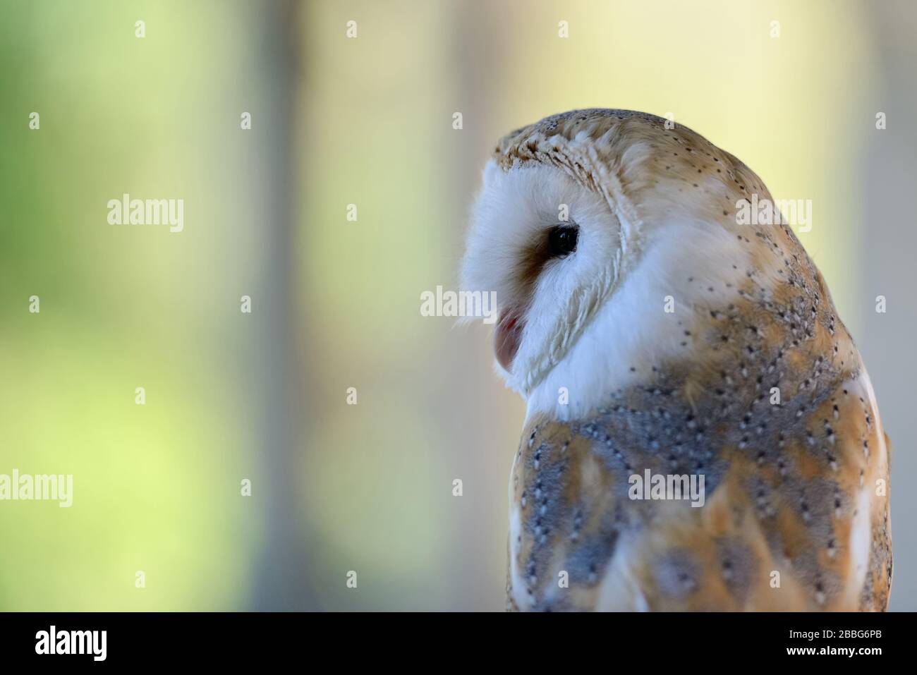 Barn Owl / Schleiereule ( Tyto alba ), Common Barn Owl, il gufo più popolare, variante bianca, vista sul retro, Europa occidentale. Foto Stock