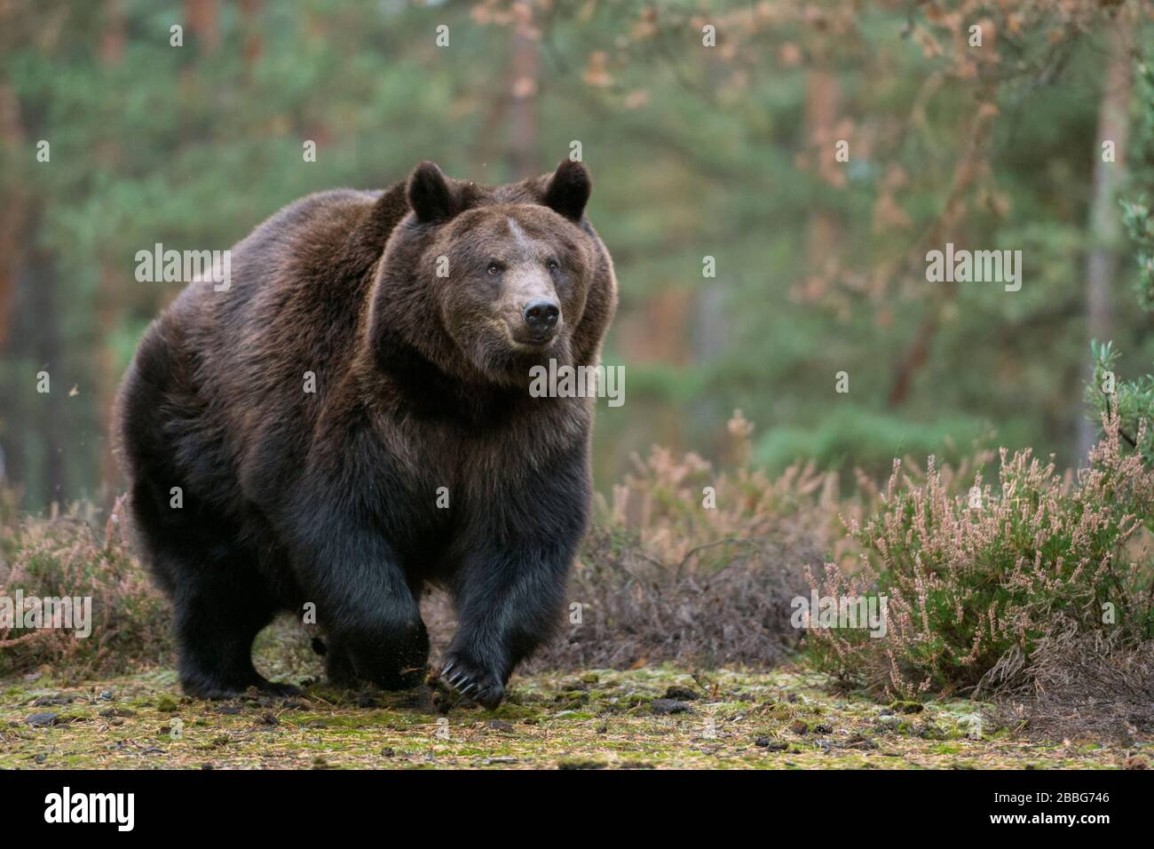 Orso bruno / Braunbaer ( Ursus arctos ), forte e potente per adulti, a piedi, in esecuzione su una radura nel bosco boreale, proveniente da vicino tutto il corpo s frontale Foto Stock