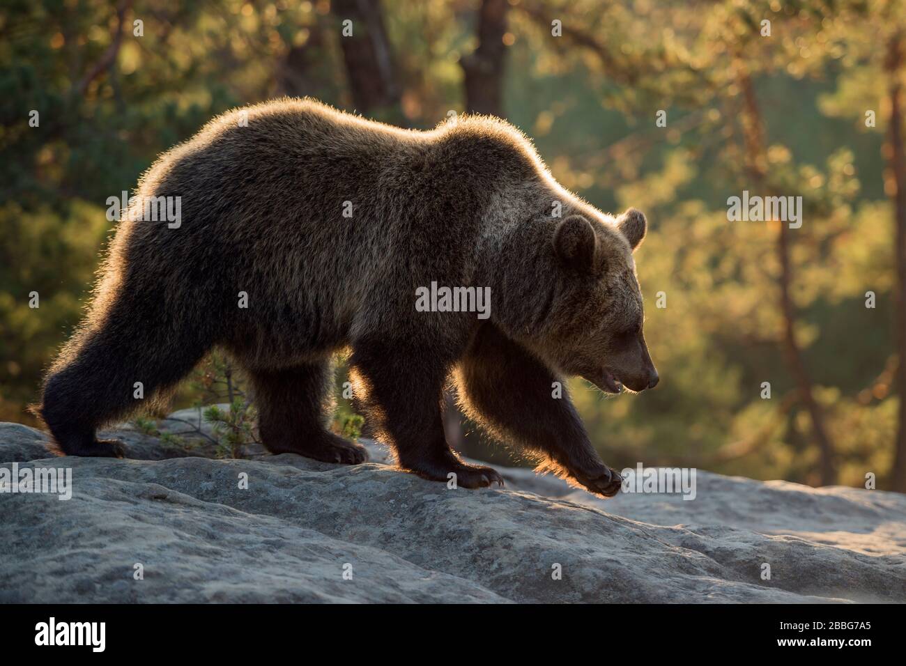 Orso marrone europeo / Braunbaer ( Ursus arctos ), giovane, camminando su rocce su una radura in una foresta boreale, prima luce calda del mattino, Europa. Foto Stock