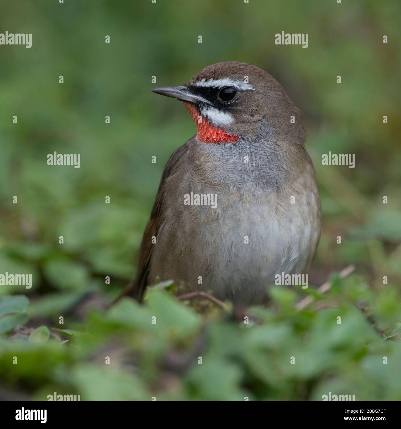 Siberian Rubythroat / Rubinkehlchen ( Luscinia calliope ), uccello maschio, estremamente raro in Europa occidentale, il primo record nei Paesi Bassi, vista frontale, wild Foto Stock