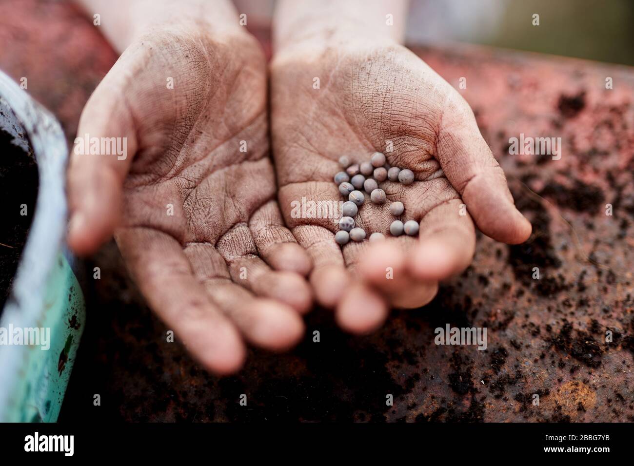 Un paio di bambini della scuola primaria di età hanno le mani che detengono semi di piante Foto Stock