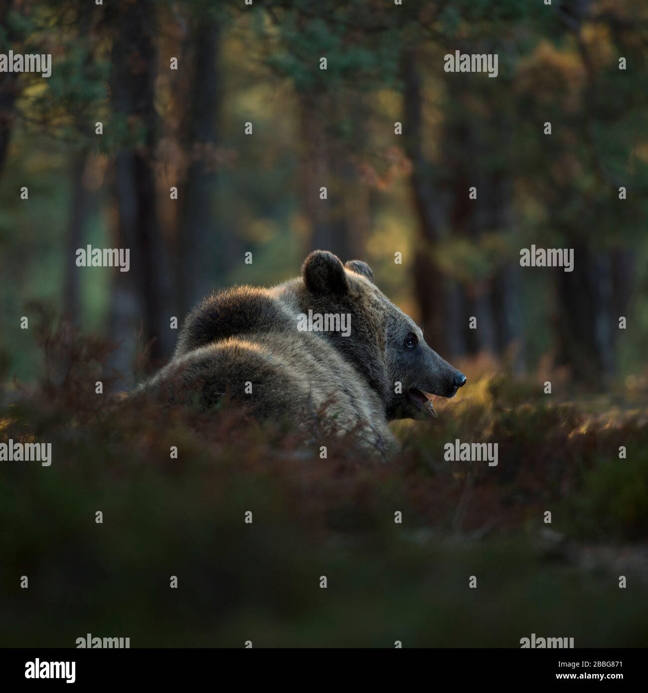 Orso bruno / Braunbaer ( Ursus arctos ), sdraiato, riposato nel giorno nel sottobosco, arbusti di una foresta boreale autunnale, bella luce del giorno, Europa. Foto Stock