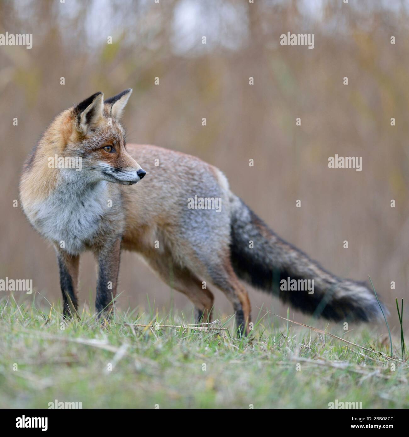 Red Fox / Rotfuchs ( Vulpes vulpes ) in inverno pelliccia, permanente sulla prateria nei pressi di alcune canne, guardando indietro, bella vista laterale, la fauna selvatica, l'Europa. Foto Stock