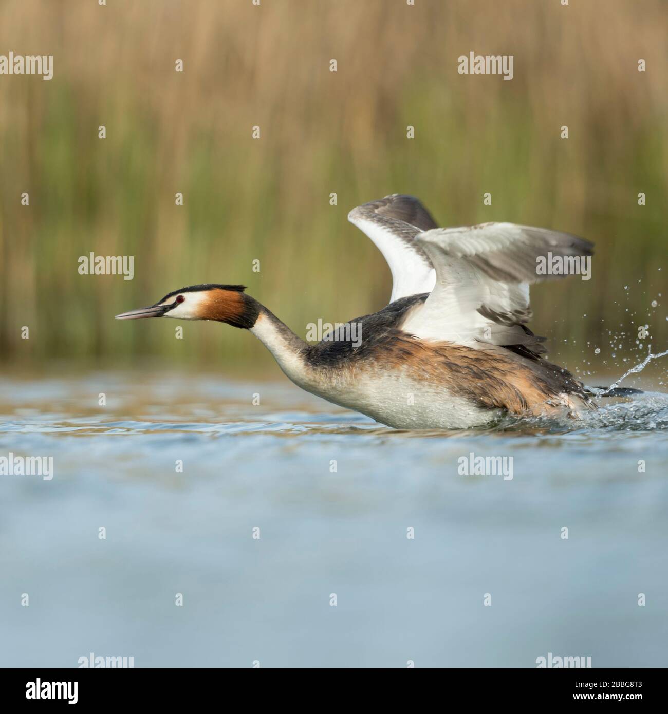 Svasso maggiore / Haubentaucher ( Podiceps cristatus ) in fretta, sbattimenti le sue ali, tenendo fuori da un tratto di acqua, a caccia di un rivale, Europa Foto Stock