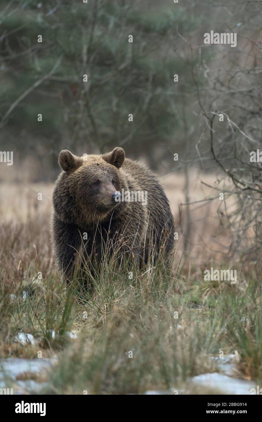 Orso bruno eurasiatico / Braunbaer ( Ursus arctos ) camminando attraverso una palude, zone umide, in piedi accanto ad alcuni arbusti, a guardare da parte, l'Europa. Foto Stock