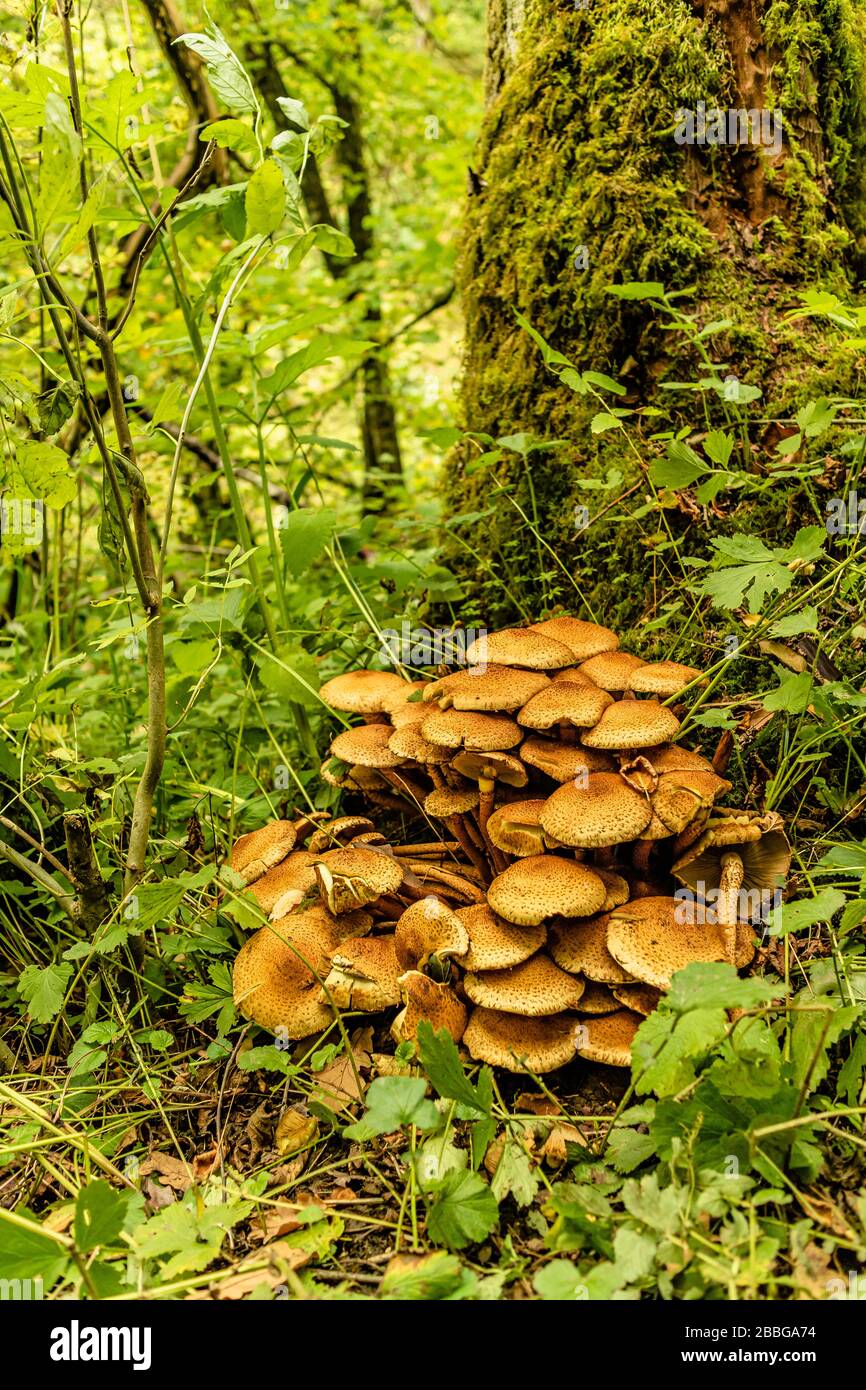Funghi che crescono contro un albero mossy nella Foresta di Kielder, Northumberland, Regno Unito. Settembre 2018. Foto Stock