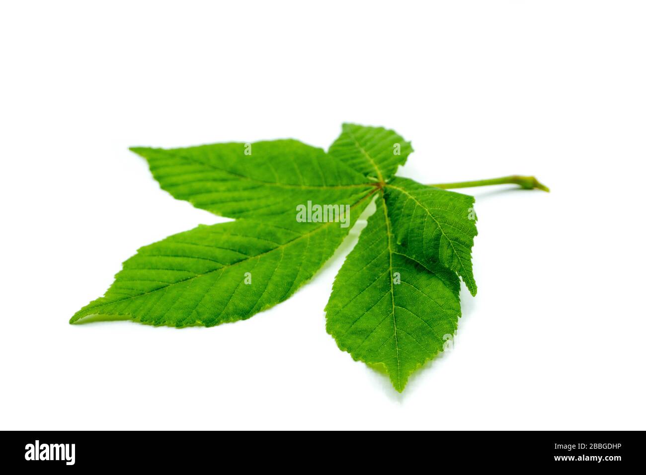 Foglia di castagno verde isolata su sfondo bianco Foto Stock