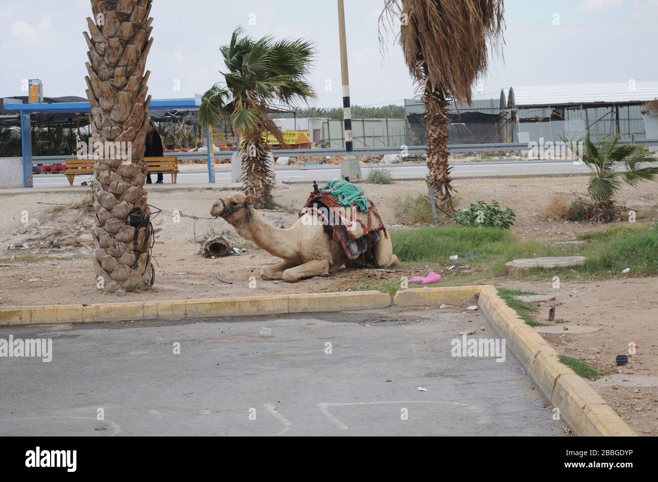 Camel dromedario nel deserto in Israele Foto Stock