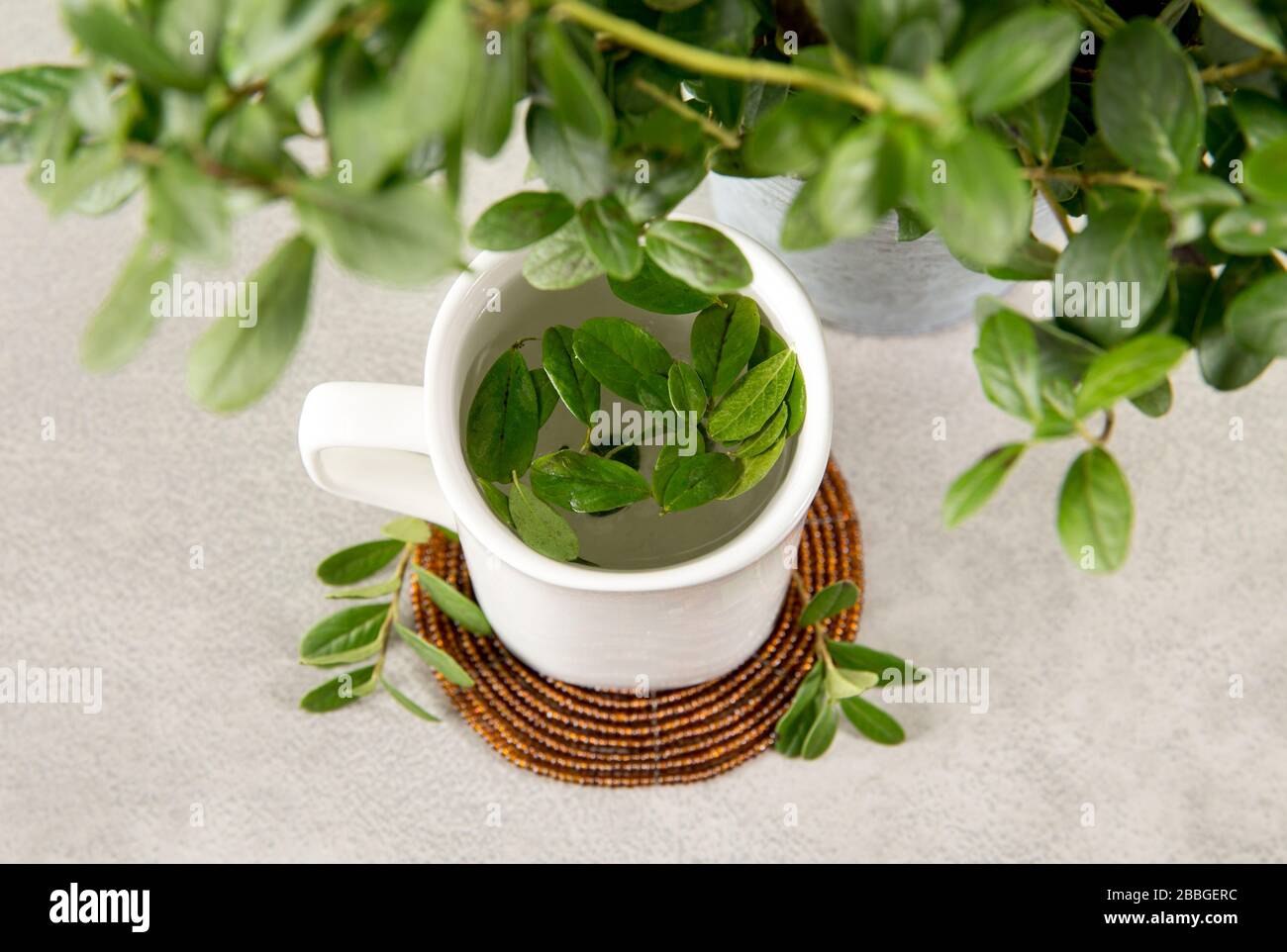 Lingonberry (Vaccinium vitis-idaea), partridgeberry, mirtilli di montagna o foglie di cowberry utilizzati per la preparazione di tisane tè bevanda. Vista dall'alto del medico Foto Stock