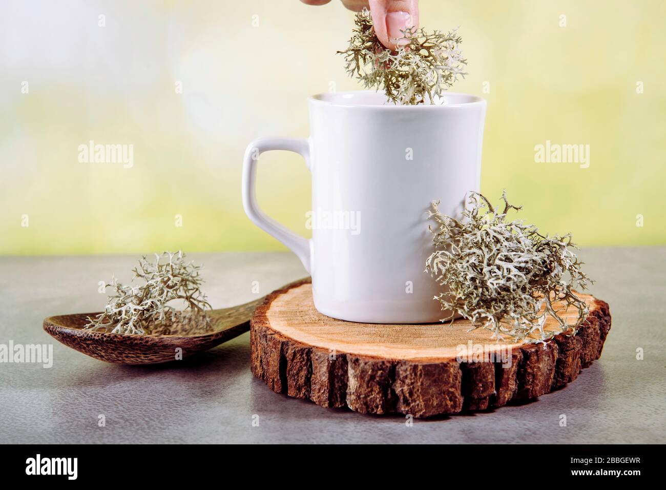 Lichen grigio renne ( Cladonia rangiferina ) usato per preparare tè a base di erbe medicinali. Persona mettere pianta in tazza di tè. Foto Stock