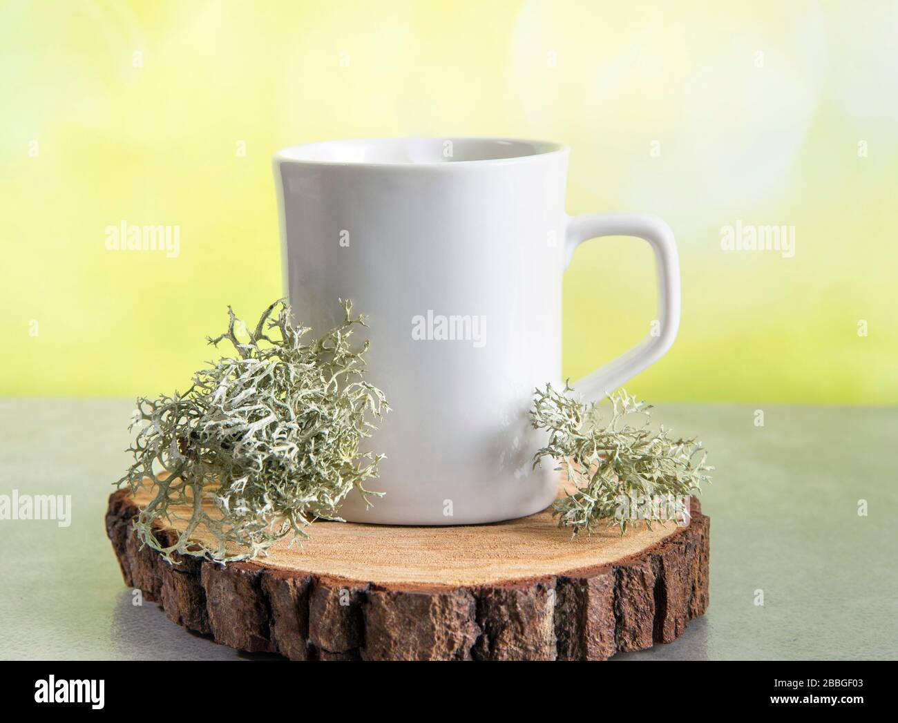 Lichen grigio renne ( Cladonia rangiferina ) usato per preparare tè a base di erbe medicinali. Lichen accanto alla tazza da tè, copia spazio su sfondo verde. Foto Stock