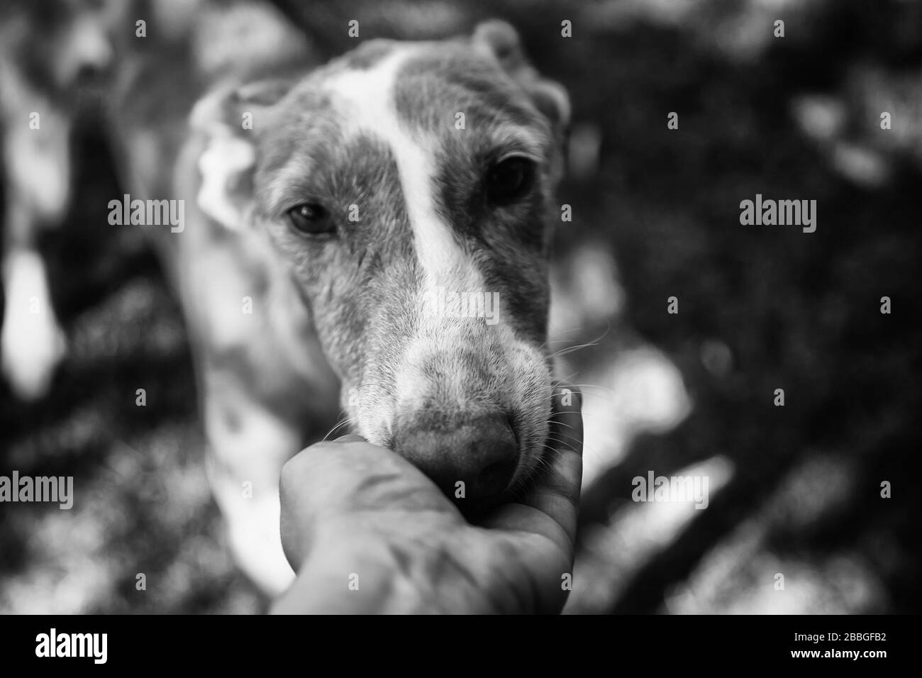 Cucciolo di cane in appoggio giardino, animali Foto Stock