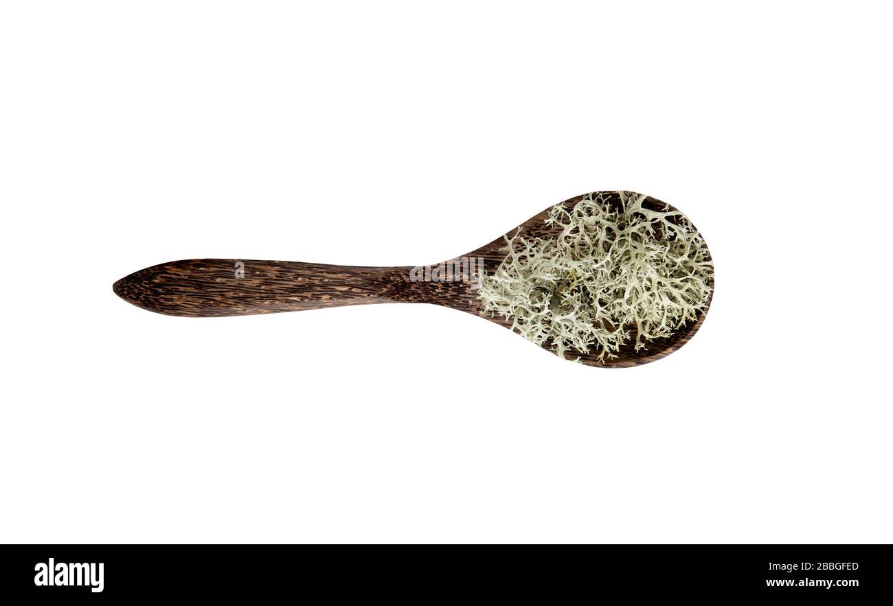 Lichen grigio renne ( Cladonia rangiferina ) usato per preparare tè a base di erbe medicinali. Pianta secca su cucchiaio di legno isolato su sfondo bianco. Foto Stock