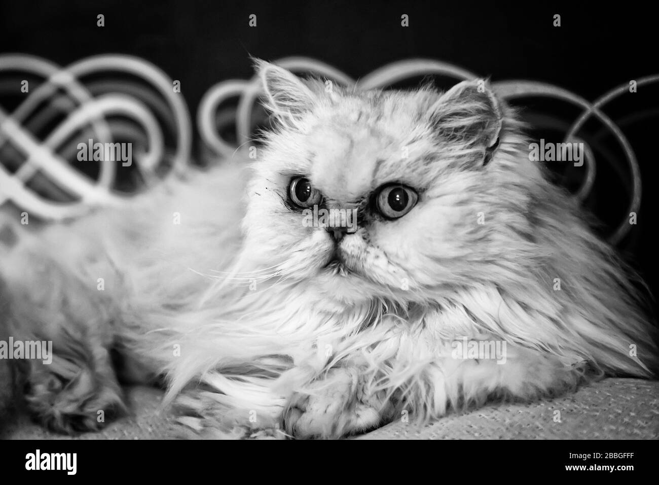Gatto persiano bianco fatto in casa sdraiato su divano, animali domestici e animali Foto Stock