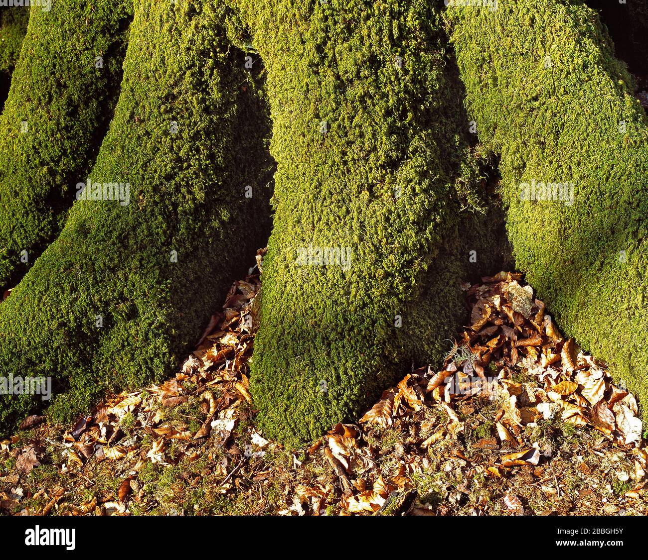 Guernsey. Tronco di albero coperto di muschio. Foto Stock