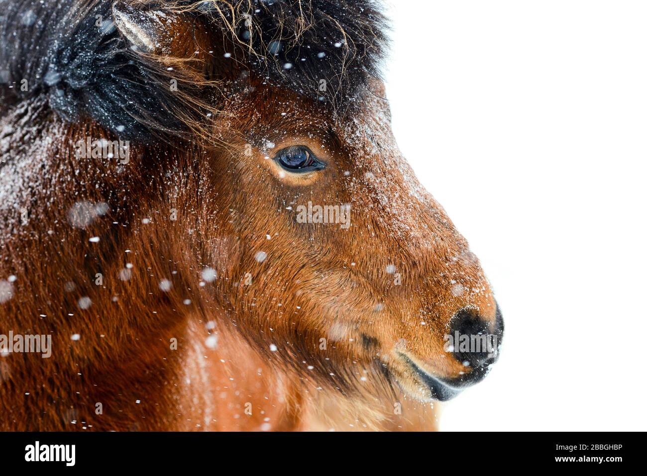 Cavallo islandese nella neve in Islanda Foto Stock