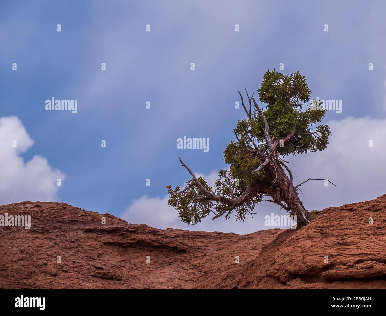 Utah juniper su roccia, Angel's Palace Trail, Kodachrome Basin state Park, Cannonville, Utah. Foto Stock