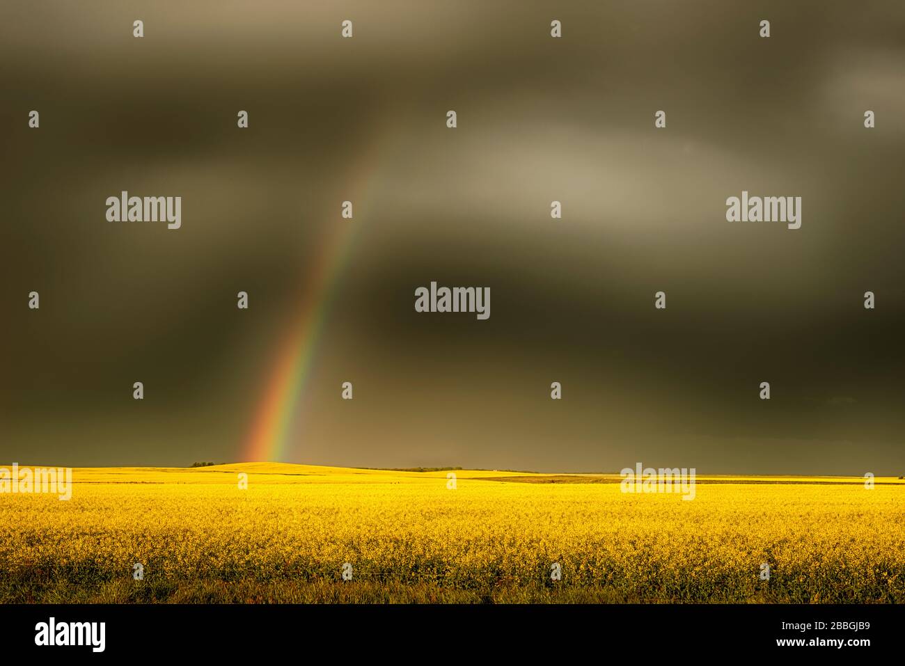Arcobaleno su splendido campo giallo canola nel sud di Manitoba, Canada Foto Stock