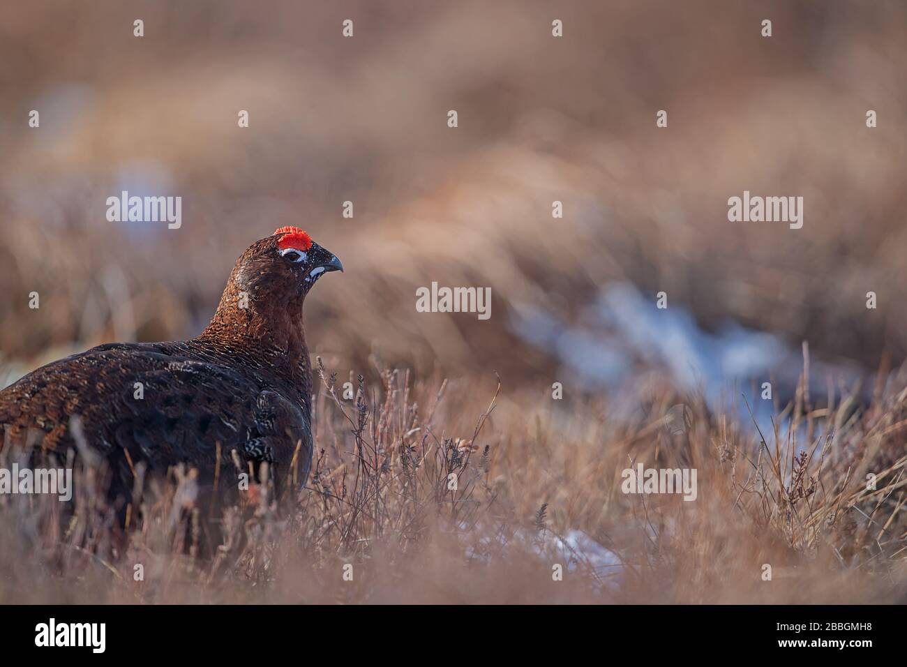 Red Grouse nelle Highlands scozzesi Foto Stock