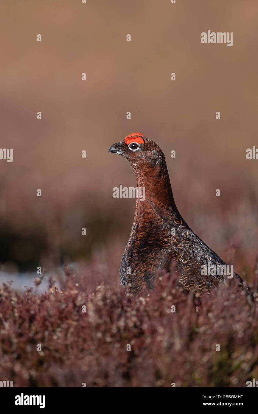 Red Grouse nelle Highlands scozzesi Foto Stock