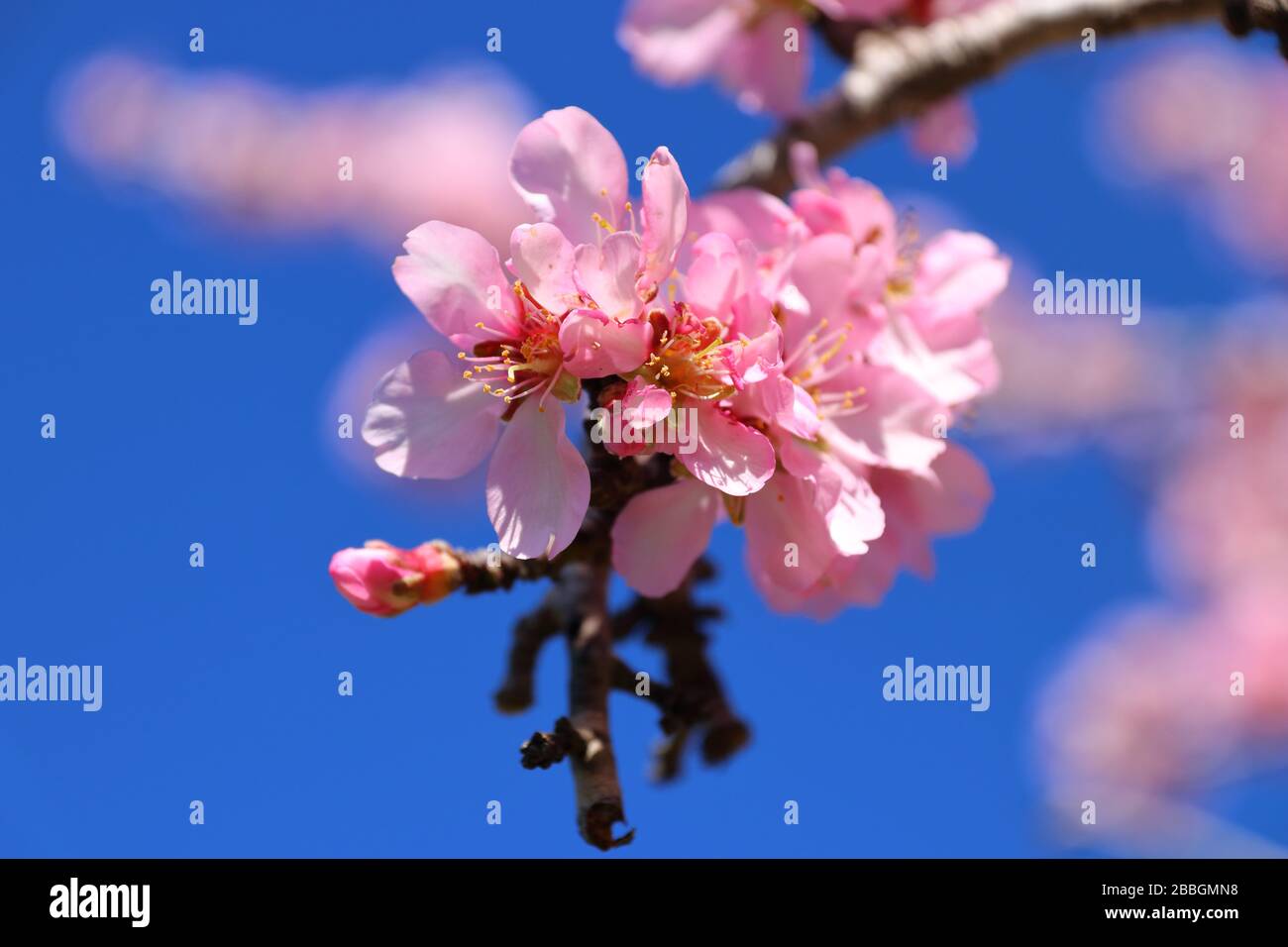 Rosa mandorla fiore sogno in primavera, Costa Blanca, Spagna Foto Stock