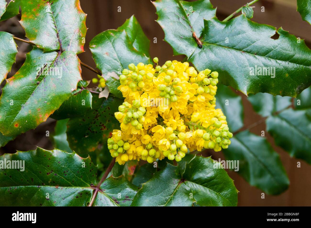 Fiori gialli su uva Oregon, Mahonia aquifolium. Foto Stock