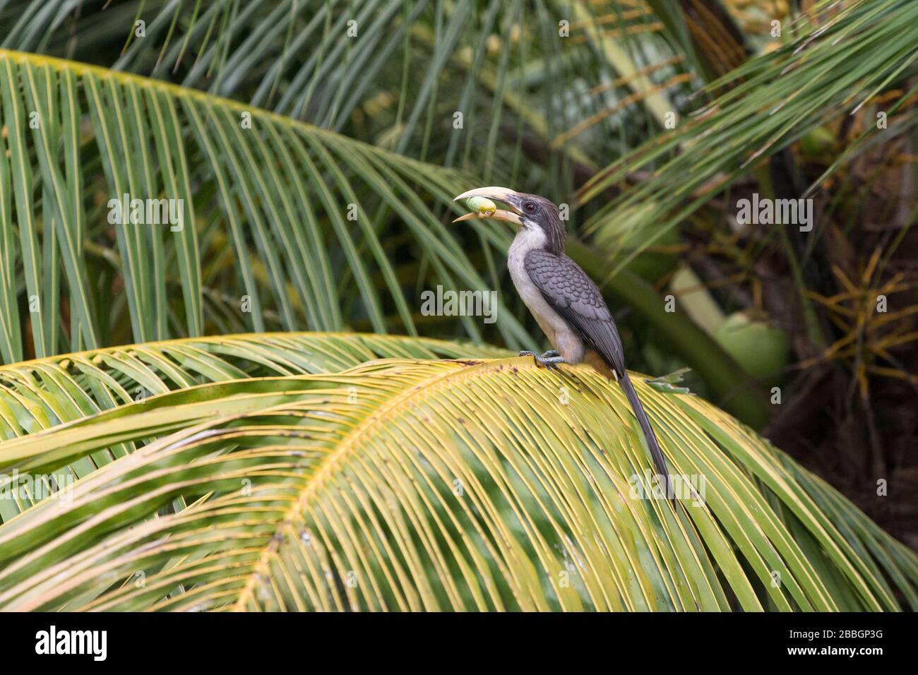 Uccello grigio Hornbill a Goyambokka sulla costa meridionale dello Sri Lanka Foto Stock