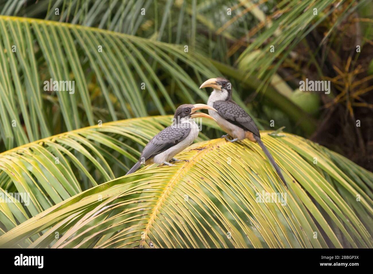 Due uccelli grigi Hornbill a Goyambokka sulla costa meridionale dello Sri Lanka Foto Stock