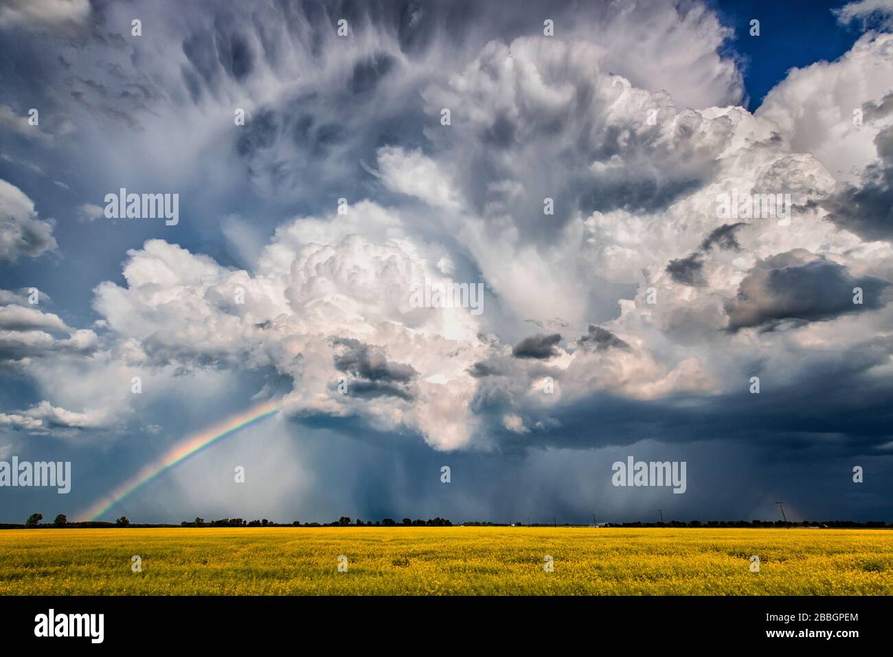 Arcobaleno sopra il campo giallo meraviglioso del grano nel Manitoba meridionale Canada Foto Stock