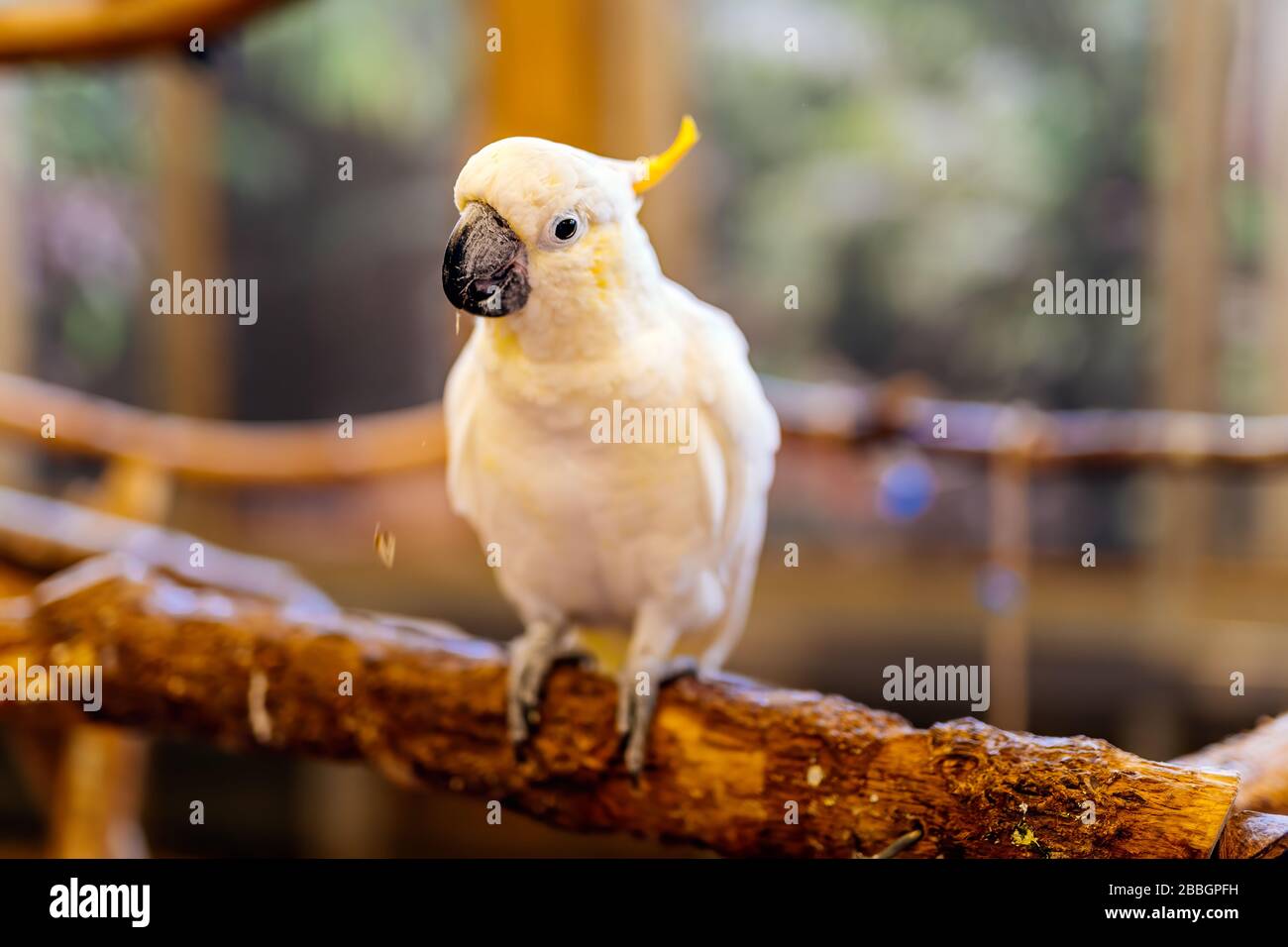 Ombrello bianco Cockatoo o Cacatua Alba della famiglia dei Cacatuidae  pappagallo, seduto su un pappagallo in una grande gabbia di uccelli. Messa  a fuoco selettiva con sfondo sfocato Foto stock - Alamy
