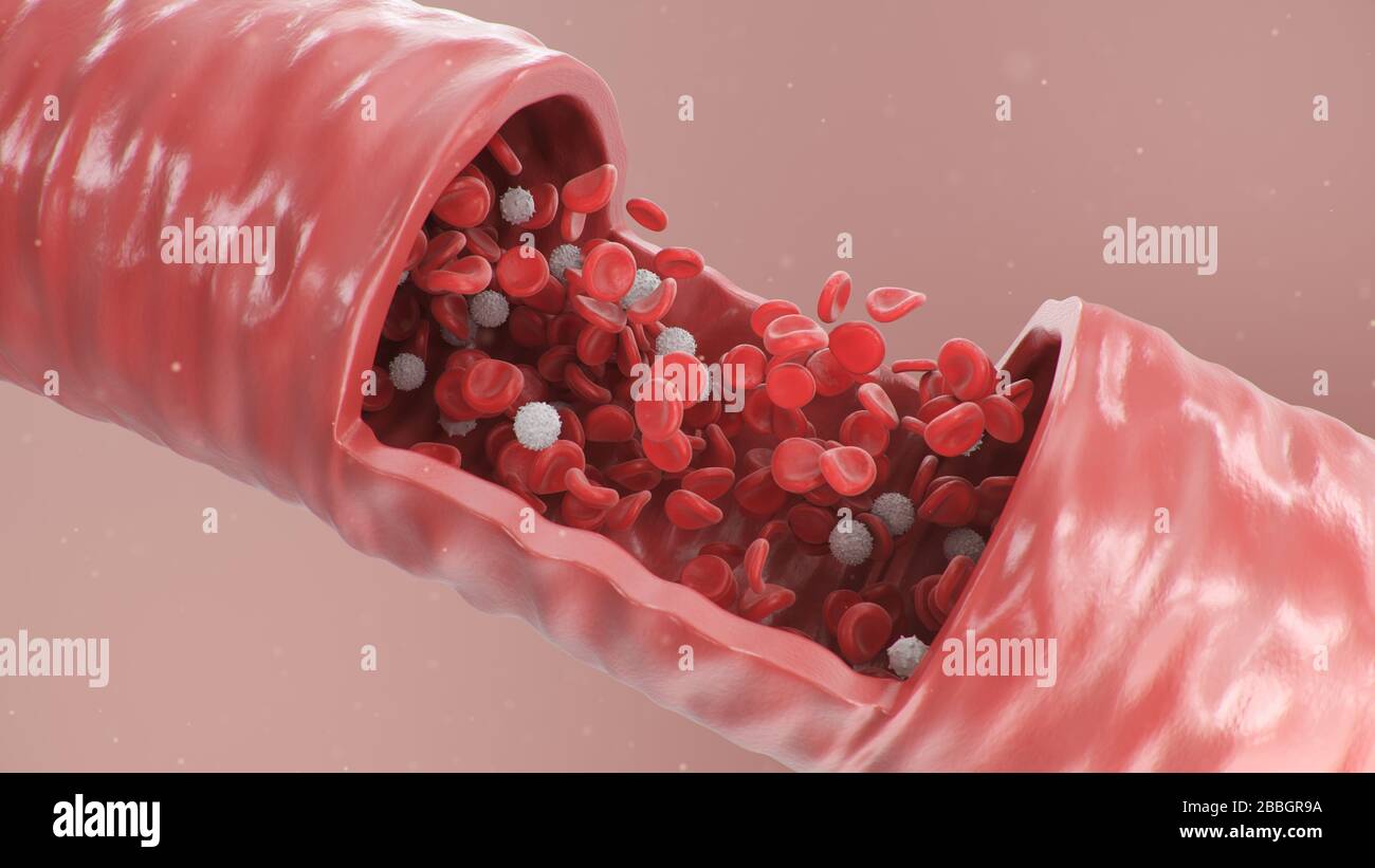 Vista dell'arteria in sezione trasversale. Globuli rossi all'interno di un'arteria, vena. Flusso sanguigno sano. Concetto scientifico e medico. Trasferimento di elementi importanti Foto Stock