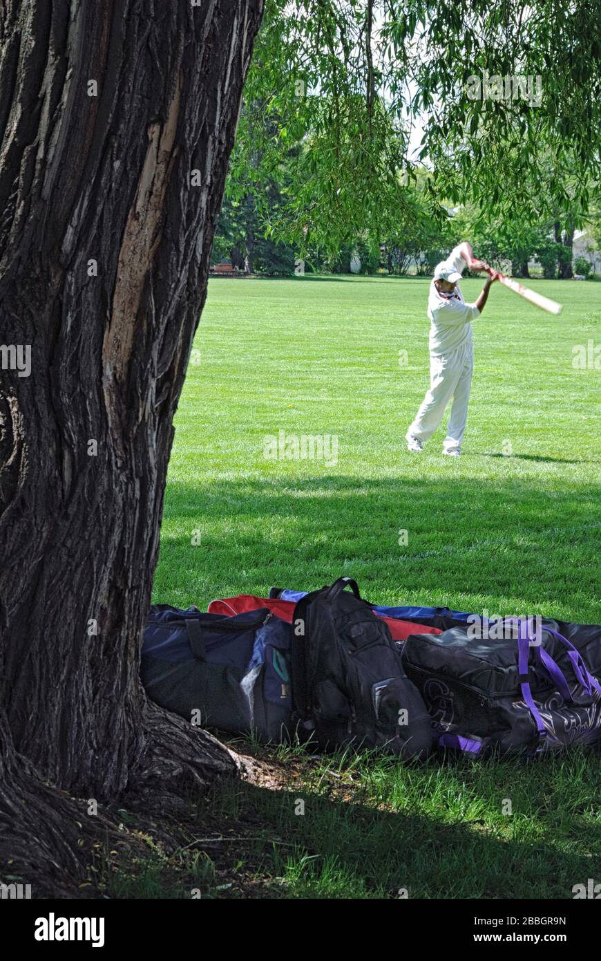 Un giocatore di cricket che pratica il suo swing al Riley Park, Calgary, Alberta Canada Foto Stock