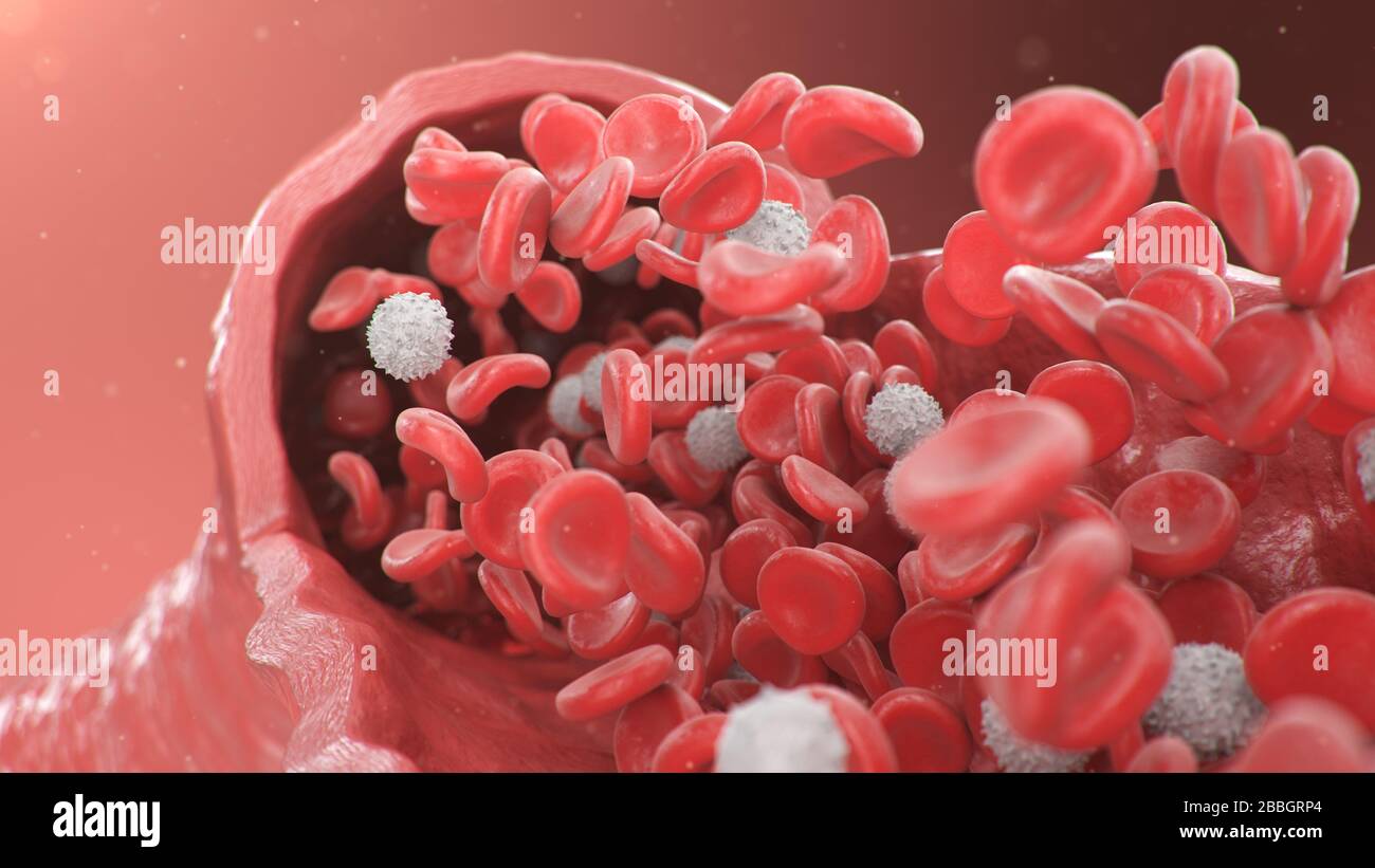 Vista dell'arteria in sezione trasversale. Globuli rossi all'interno di un'arteria, vena. Flusso sanguigno sano. Concetto scientifico e medico. Trasferimento di elementi importanti Foto Stock