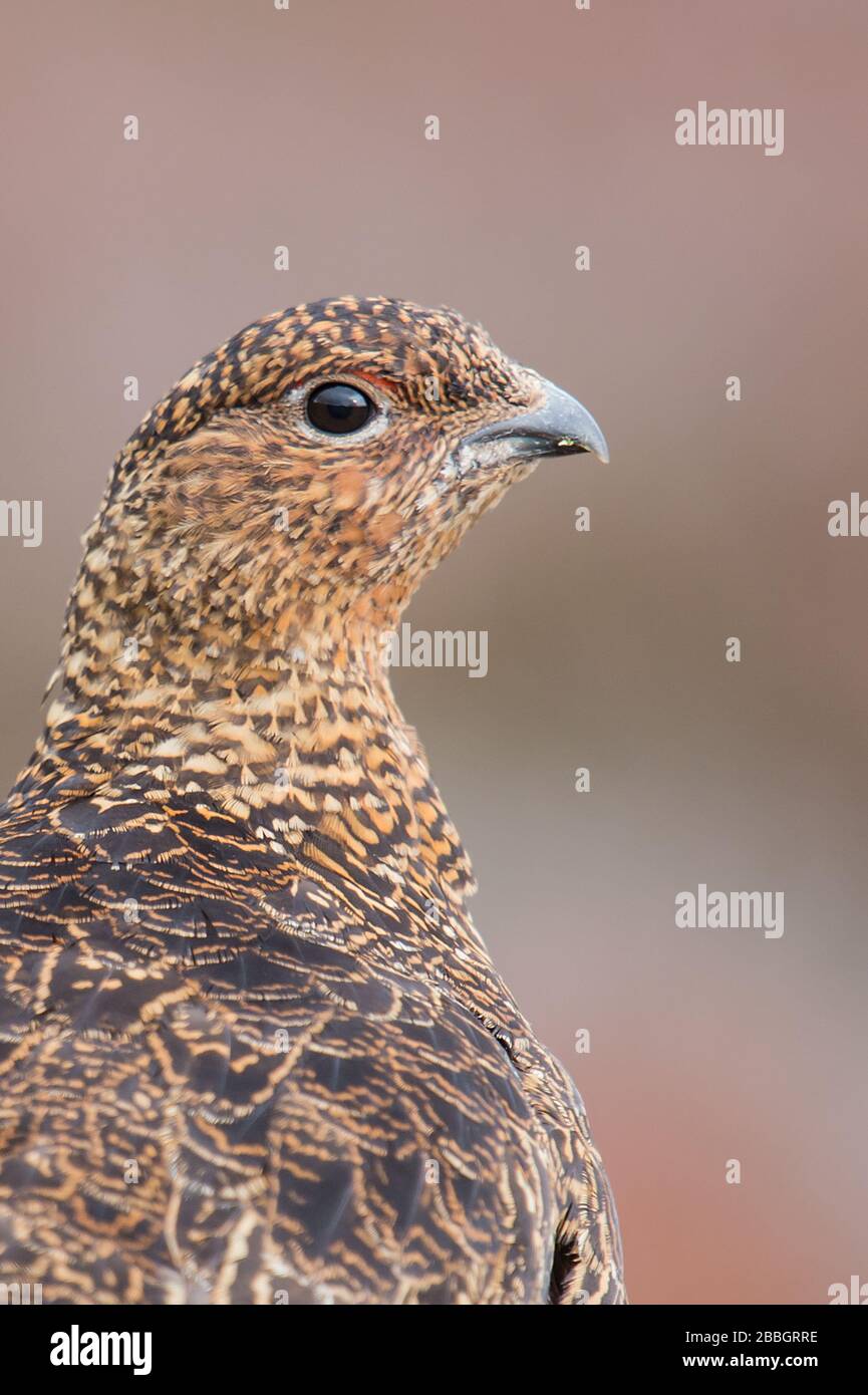 Red grouse sulle Yorkshire Moors Foto Stock