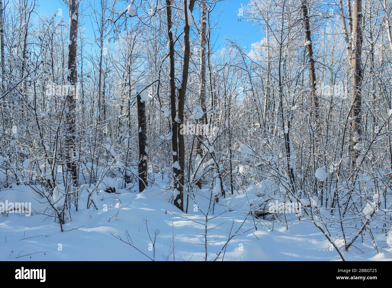 Foresta innevata in inverno, con il bel tempo Foto Stock