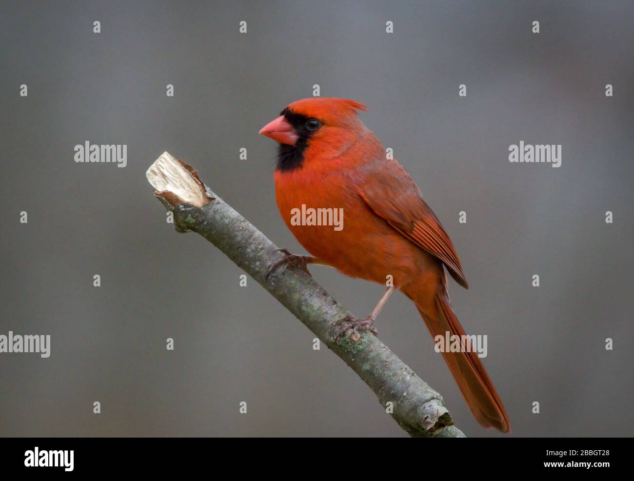 Cardinale Cardinale del Nord, Cardinalis cardinalis, arroccato su sfondo grigio ramato Foto Stock