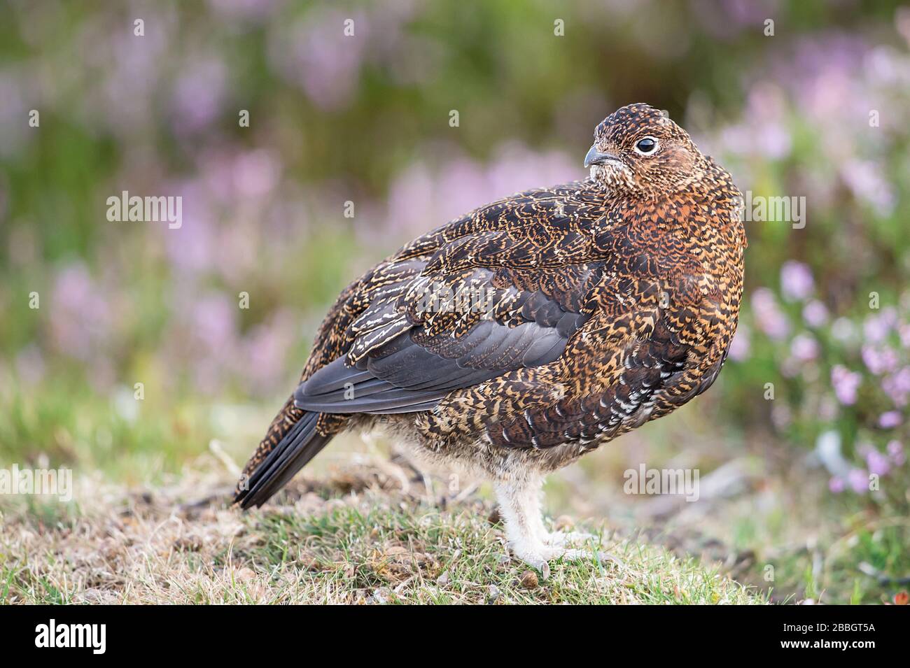 Red grouse sulle Yorkshire Moors Foto Stock