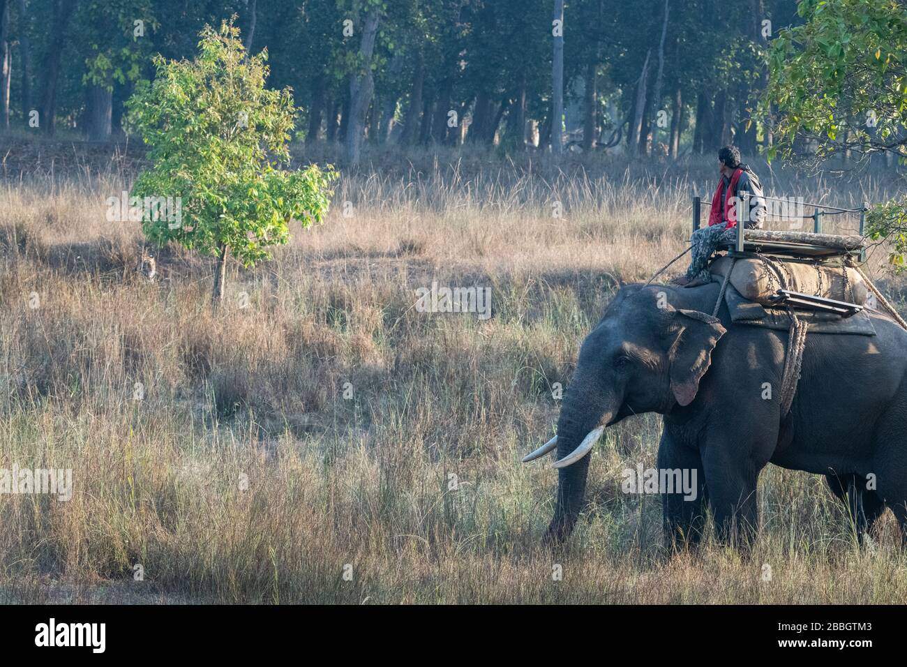 India, Madhya Pradesh, Parco Nazionale di Bandhavgarh. Ranger del parco sugli elefanti (Mahuts) che pattugliano la zona. Tigre nella distanza sotto l'albero. Foto Stock