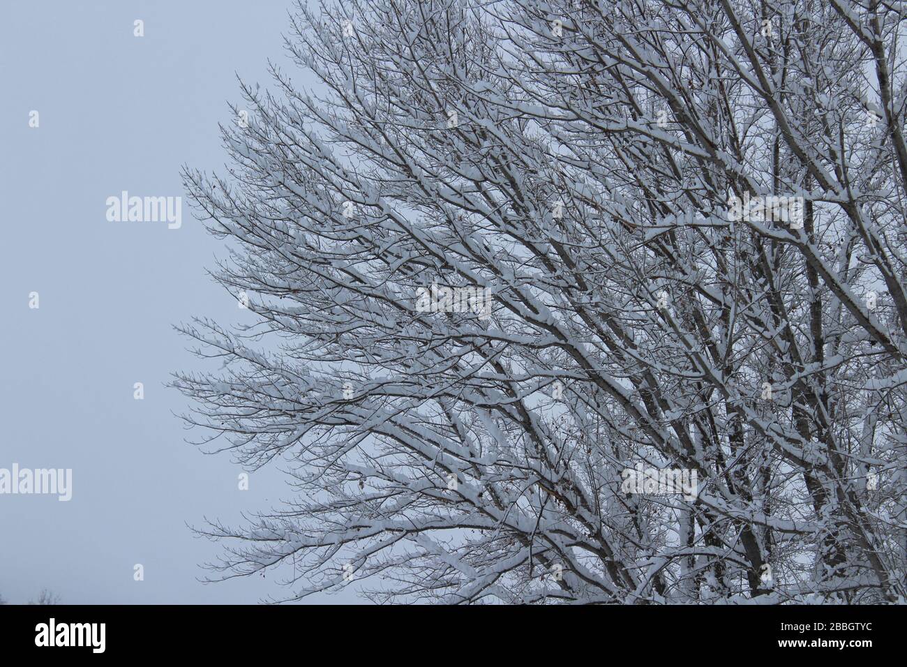 Coperta di neve alberi Foto Stock